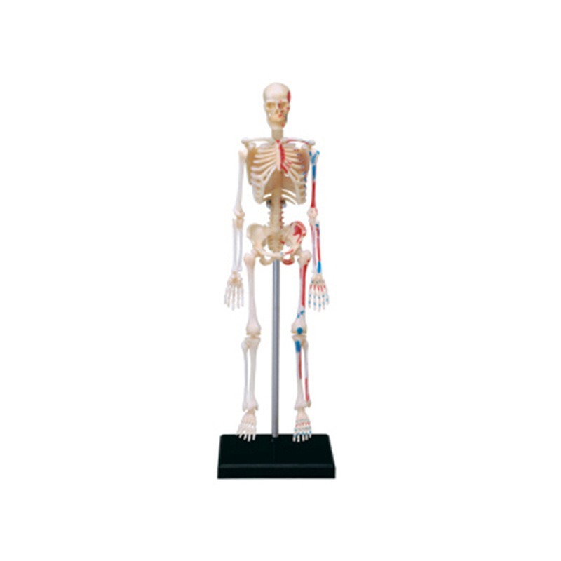 Medical Lab Technology - Modelo de anatomia de esqueleto completo