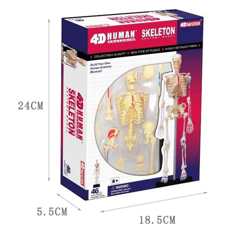 Modelo de anatomia de esquelet - Medical Lab Technology avaliação e preço