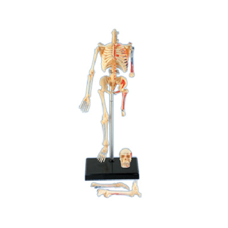 Modelo de anatomia de esquelet - Medical Lab Technology avaliação e preço