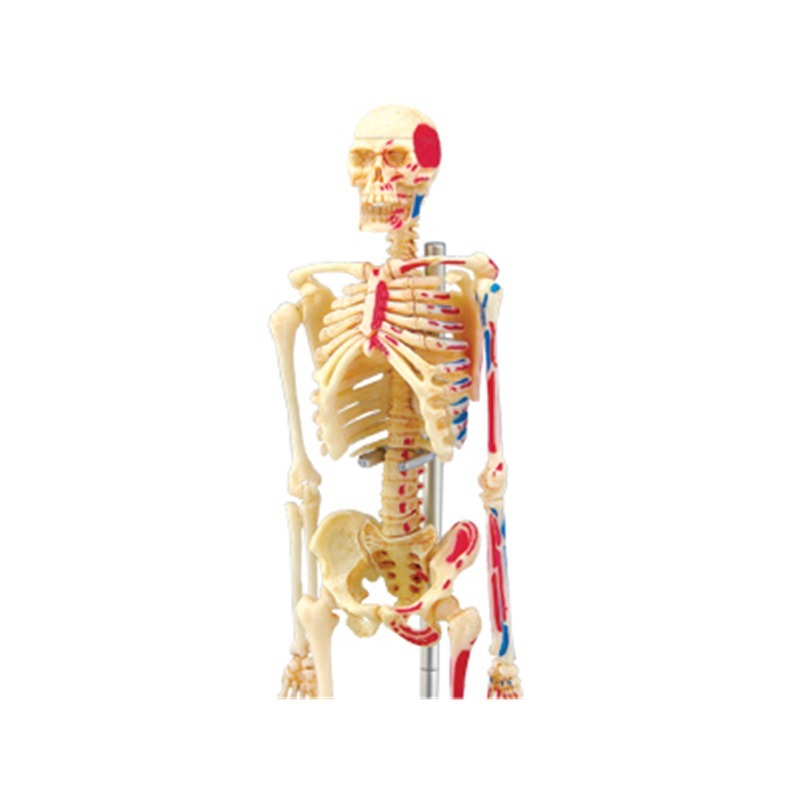 Modelo de anatomia de esquelet - Medical Lab Technology avaliação e preço