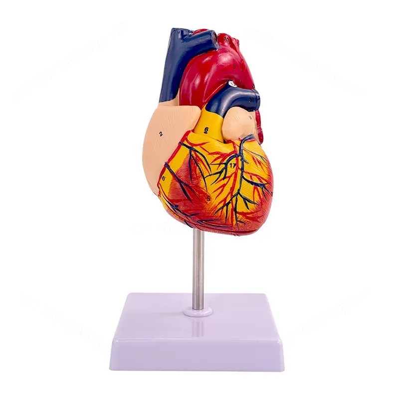 Modelo de Anatomia do Coração  - Medical Lab Ultrasound avaliação e preço